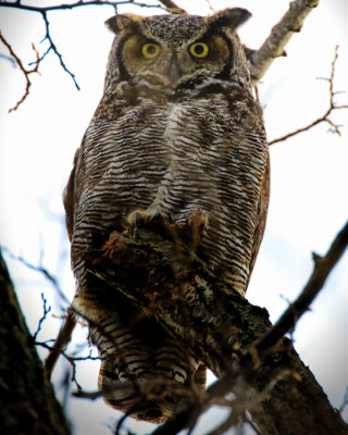 Grand-duc d'Amrique / Great Horned Owl / Bubo virginianus