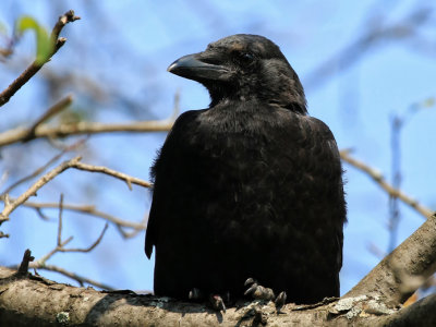Corneille d'Amrique / Amrican Crow / Corvus brachyrhynchos