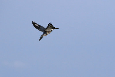 Martin-pcheur d'Amrique / Belted Kingfisher / Megaceryle alcyon
