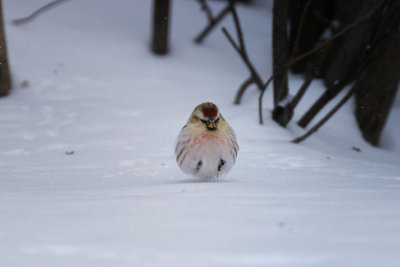Sizerin blanchtre (M) / Hoary Redpoll / Acanthis hornemanni