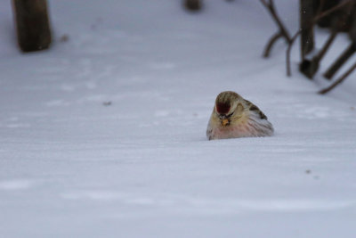 Sizerin blanchtre (M) / Hoary Redpoll / Acanthis hornemanni