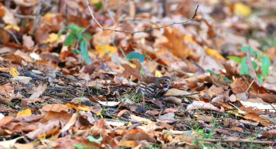 Bruant fauve / Fox Sparrow / Passerella iliaca