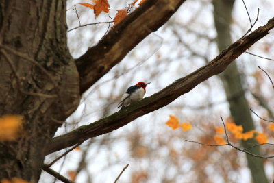 Pic  tte rouge / Red-headed Woodpecker / Melanerpes erythrocephalus