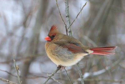 Cardinal-Rouge / Northern Cardinal / Cardinalis cardinalis