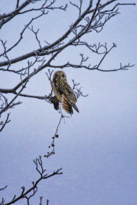 Hibou des marais / Short-eared Owl / Asio flammeus