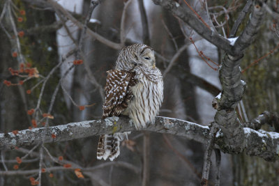 Chouette raye / Barred Owl / Strix varia