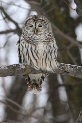 Chouette raye / Barred Owl / Strix varia