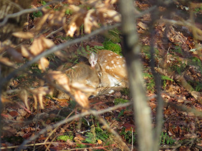 Cerf de virginie / White-tailled Deer