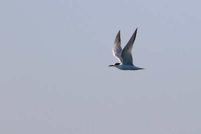 Sterne Pierregarin (J) / Common Tern / Sterna hirundo 
