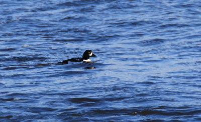 Garrot d'Island / Barrow's Goldeneye / Bucephala islndica