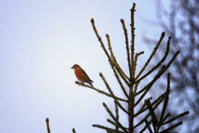 Bec-crois des sapin (M) / Red Crossbill / Loxia curvirostra