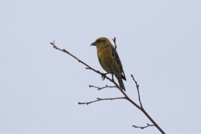 Bec-crois des sapin (F) / Red Crossbill / Loxia curvirostra