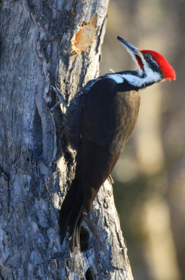 Grand Pic / Pileated Woodpecker / Dryocopus pileatus