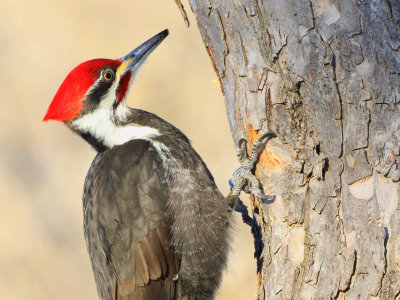 Grand Pic / Pileated Woodpecker / Dryocopus pileatus