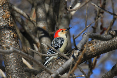 Pic  ventre roux / Red-bellied Woodpecker / Melanerpes carolinus