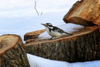 Pic chevelu / Hairy Woodpecker / Picoides villosus