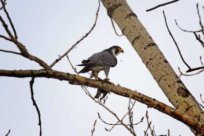 Faucon plerin / Peregrine Falcon / Falco peregrinus