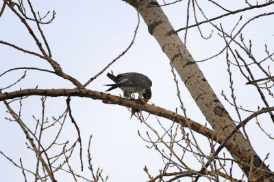 Faucon plerin / Peregrine Falcon / Falco peregrinus