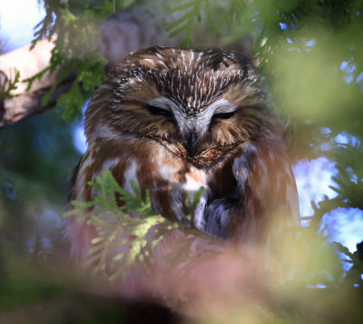 Petite Nyctale / Northern Saw-wet Owl / Aegolius acadicus