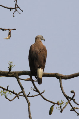 Parc National de Kaziranga