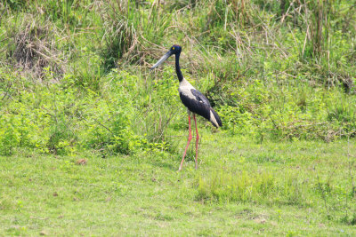 Parc National de Kaziranga