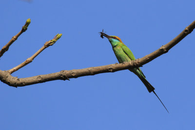 Sultanpur National Park Bird Sanctuary, New Delhi