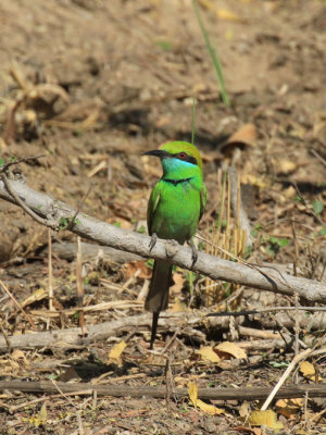 Sultanpur National Park Bird Sanctuary, New Delhi