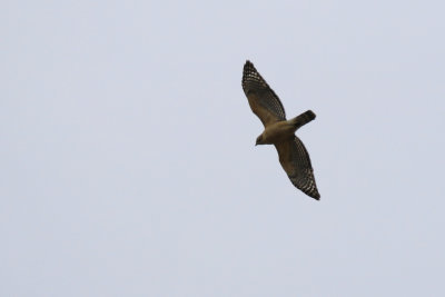 Buse  paulettes / Buteo lineatus / Red-shouldered Hawk