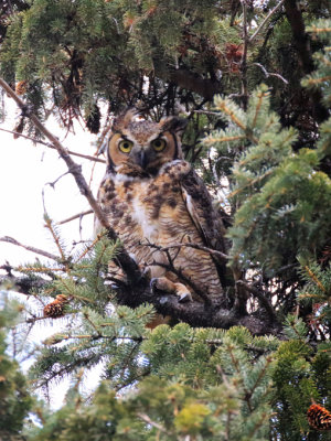 Grand-duc d'Amrique / Great Horned Owl / Bubo virginianus