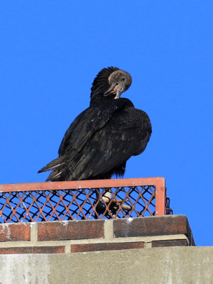 Urubu noir /Coragyps atratus / Black Vulture