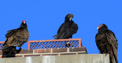 Urubu noir /Coragyps atratus / Black Vulture