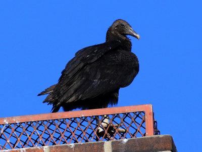 Urubu noir /Coragyps atratus / Black Vulture