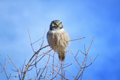 Chouette pervire / Surnia ulula / Northern Hawk-Owl