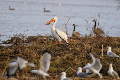 Plican d'Amrique / Pelecanus erythrorhynchos / American White Pelican