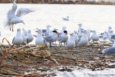 Sterne caspienne / Hydroprogne caspia / Caspian Tern