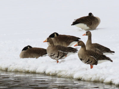Oie rieuse / Anser albifrons / Greater White-fronted Goose