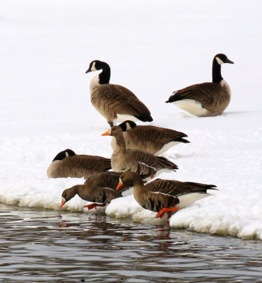 Oie rieuse / Anser albifrons / Greater White-fronted Goose