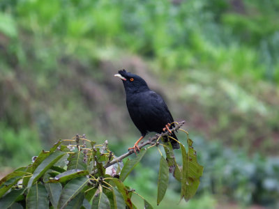 Crested Myna / Acridotheres cristatellus