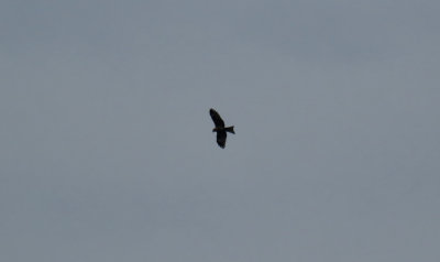 Black Kite (Black-eared) / Milvus migrans lineatus/formosanus