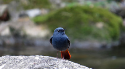 BIRDS OF CHINA  / OISEAUX DE LA CHINE