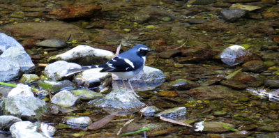 Slaty-backed Forktail / Enicurus schistaceus