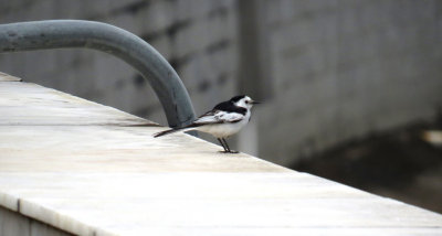 BIRDS OF CHINA  / OISEAUX DE LA CHINE