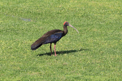 Red-naped Ibis / Pseudibis papillosa