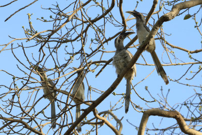 Indian Gray Hornbill / Ocyceros birostris