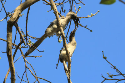 Indian Gray Hornbill / Ocyceros birostris