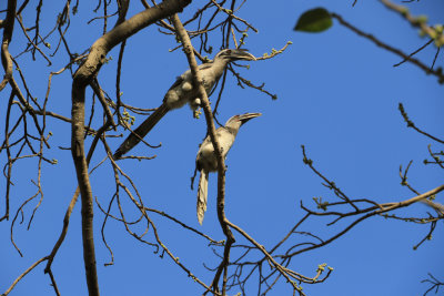 Indian Gray Hornbill / Ocyceros birostris