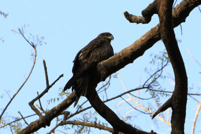 Black Kite / Milvus migrans