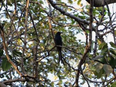 Black Drongo / Dicrurus macrocercus