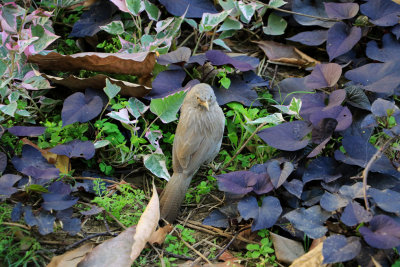 Jungle Babbler / Turdoides striata