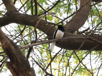 Oriental Magpie-Robin / Copsychus saularis